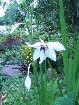 A view of my garden